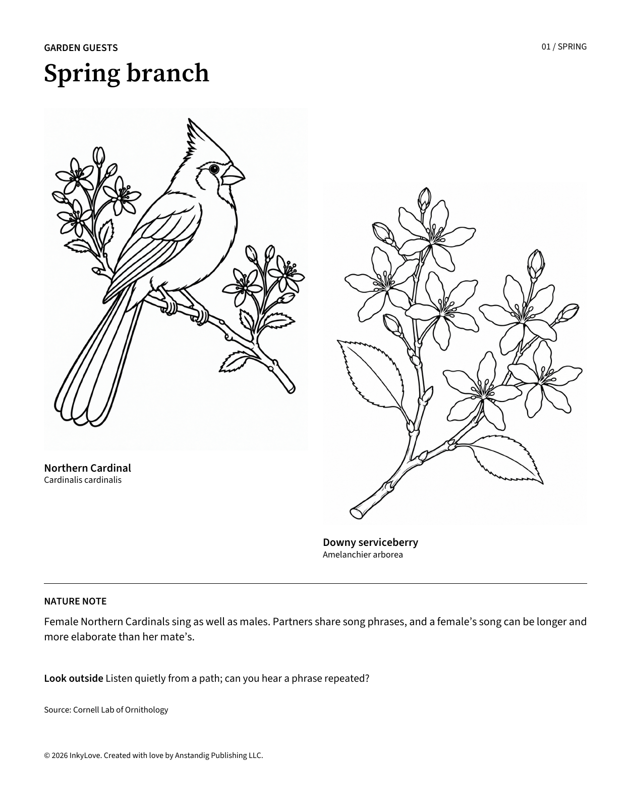 An actual Garden Guests coloring page featuring a Northern Cardinal and serviceberry