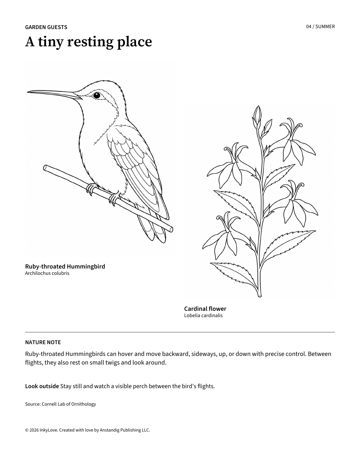 Ruby-throated Hummingbird and cardinal flower coloring page