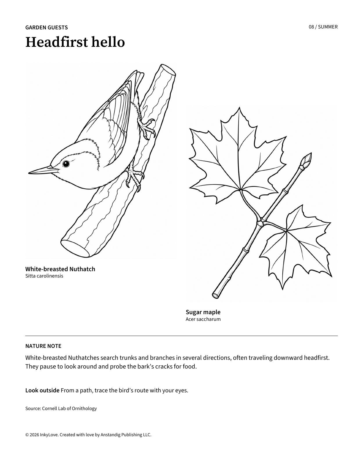 White-breasted Nuthatch and sugar maple coloring page